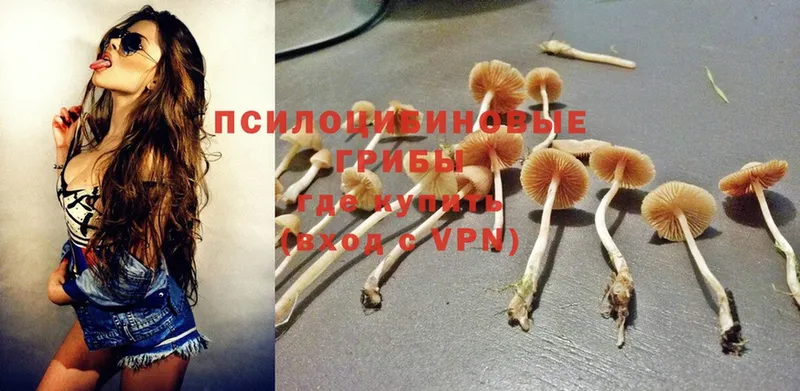 Галлюциногенные грибы Psilocybine cubensis  наркота  Гурьевск 